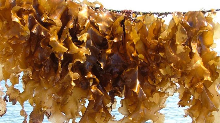 Bursztyn i algi morskie